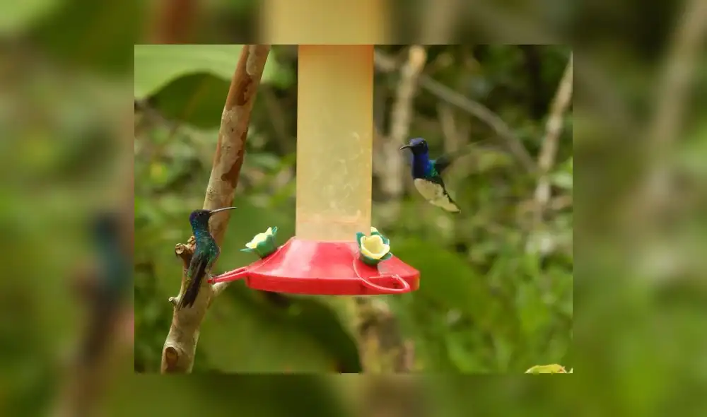 El zoológico sin candados