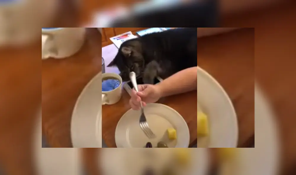 Video es viral en Facebook. El felino se acostó sobre la mesa donde estaba el plato de su propietaria y trató de quitarle algunos de sus bocados. Fotocaptura: YouTube