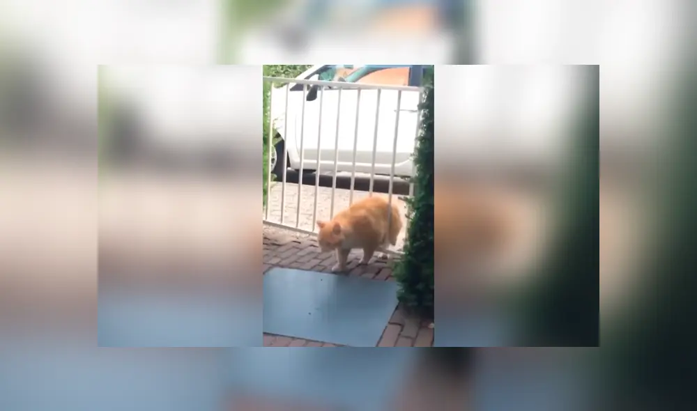 Desliza las imágenes para observar la curiosa escena que protagonizó un gato al intentar evitar que descubran su travesura. Fotocaptura: Facebook.
