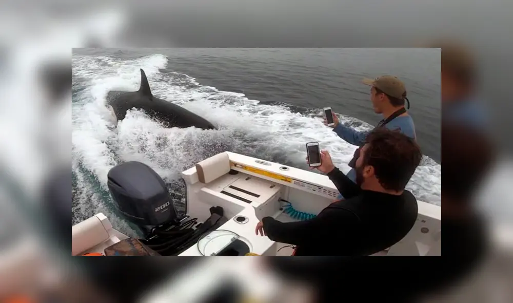 Un grupo de pescadores registró el momento en que una ballena emergió del mar y se dejó tomar distintos 'selfies'.