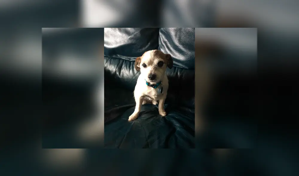 Desliza las imágenes hacia la izquierda para apreciar la tierna acción de un perro al no separarse de su plato. Foto: Animales Queridos.