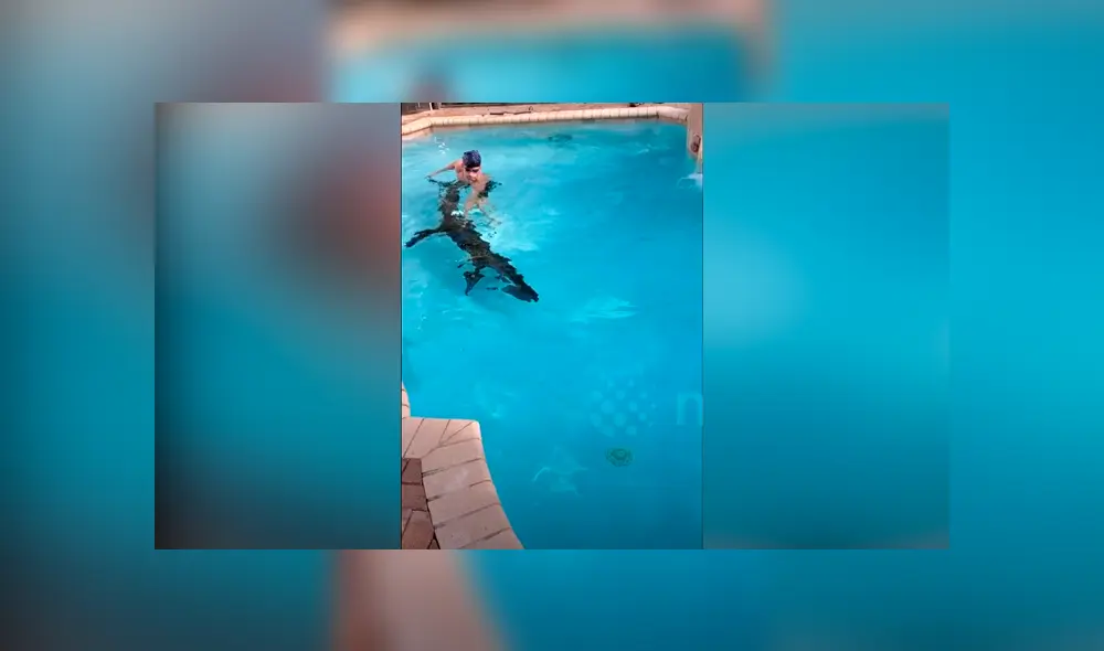 Un video viral muestra el preciso instante en que un hombre nada con una gigantesca criatura, un cocodrilo de 8 pies.