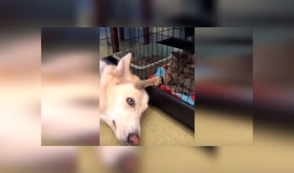 Facebook viral: un gato que consuela a perro en veterinaria sorprende a todos [VIDEO] 