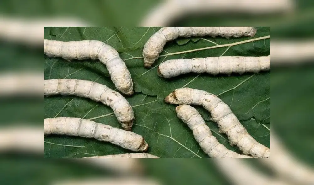 Explicaron en Japón que con información genética del coronavirus el gusano de seda puede resultar útil contra el SARS-CoV-2. Foto: difusión Explicaron en Japón que con información genética del coronavirus el gusano de seda puede resultar útil contra el SARS-CoV-2. Foto: difusión