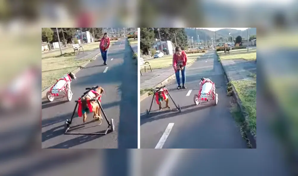 Video es viral en Facebook. Dueña de los canes los sacó de paseo y no dudó en grabar la conmovedora escena para compartirla en redes sociales