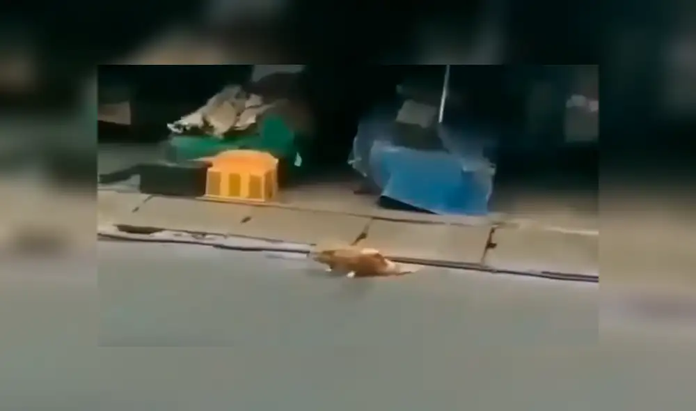 Facebook viral: Chico se conmueve de perro callejero, le invita comida y ocurre lo inesperado