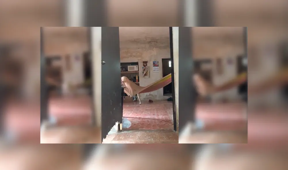 Desliza para ver los detalles del video viral publicado en Facebook. Foto: Captura.