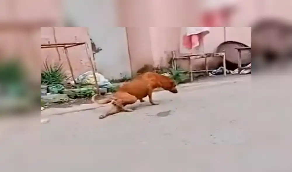 La perrita finge estar lesionada por una insólita razón que te conmoverá. Foto: captura