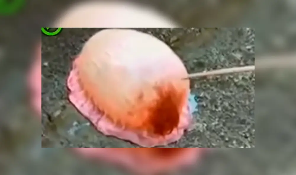 YouTube viral: bañistas encuentran misteriosa criatura marina, la revisan y reciben inesperado ‘ataque’ YouTube viral: bañistas encuentran misteriosa criatura marina, la revisan y reciben inesperado ‘ataque’