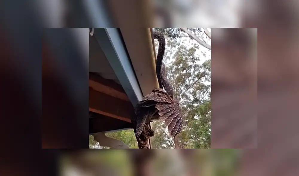 YouTube viral: enorme ave descansaba en tejado, sin imaginar que serpiente hambrienta la devoraría 