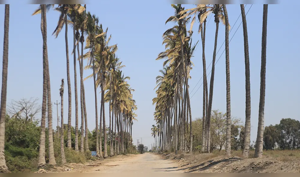 Los Cocos. Esta avenida era otra entrada suroeste a la hacienda, donde se
podía apreciar la fábrica de Tumán donde ingresan los tráilers con caña. (Foto: Clinton Medina).