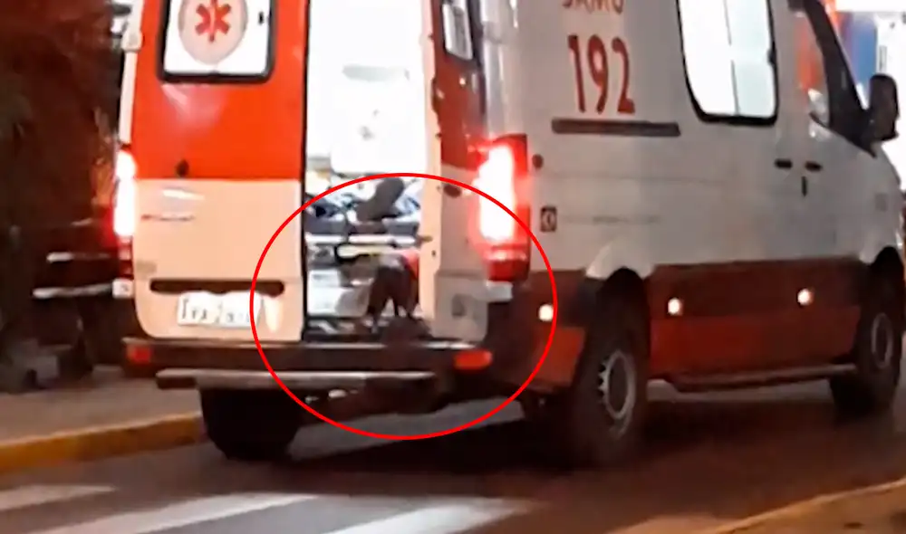 Desliza las imágenes para ver el momento exacto en que el perro sube a la ambulancia para seguir a su dueño hasta el hospital. Foto: captura de YouTube Desliza las imágenes para ver el momento exacto en que el perro sube a la ambulancia para seguir a su dueño hasta el hospital. Foto: captura de YouTube