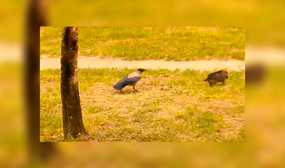 Facebook Viral: No podrás creer el épico final que tuvo batalla entre perro y cuervo [VIDEO] 