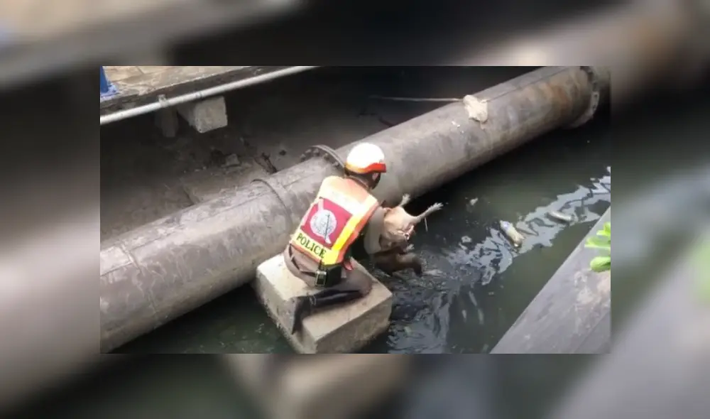 Desliza hacia la izquierda para ver más del video viral