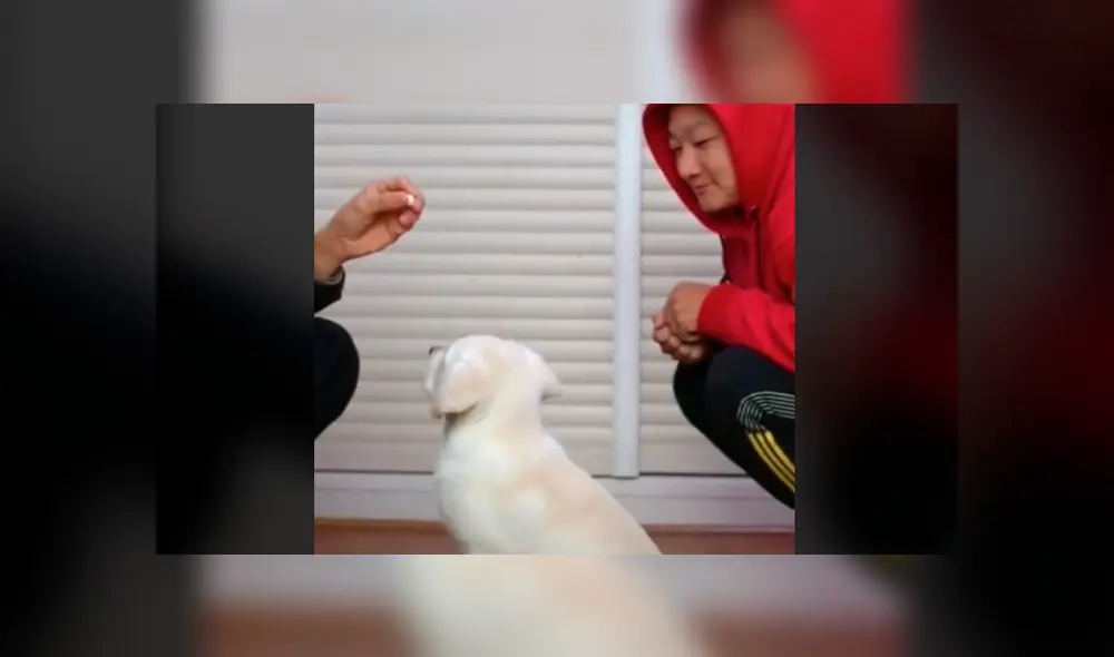 Desliza la imagen compartida para verlas todas. Foto: lingz.pets/TikTok Desliza la imagen compartida para verlas todas. Foto: lingz.pets/TikTok