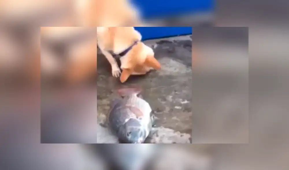 Desliza las imágenes para observa el emotivo gesto de un perro para ayudar a un indefenso pez moribundo. Foto: Captura.