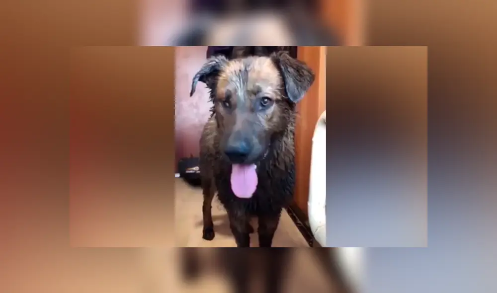 Desliza hacia la izquierda para ver cómo luce el perro que se ha vuelto viral en YouTube.