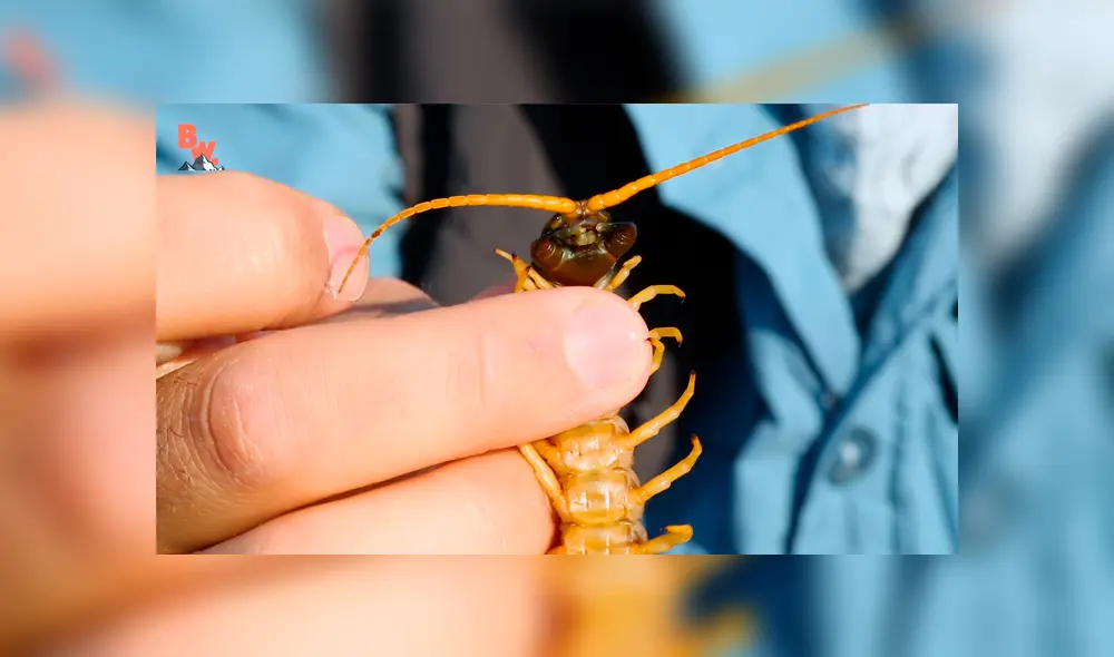 Un video muestra al popular 'Coyote' Peterson siendo brutalmente mordido por un enorme ciempiés. Un video muestra al popular 'Coyote' Peterson siendo brutalmente mordido por un enorme ciempiés.