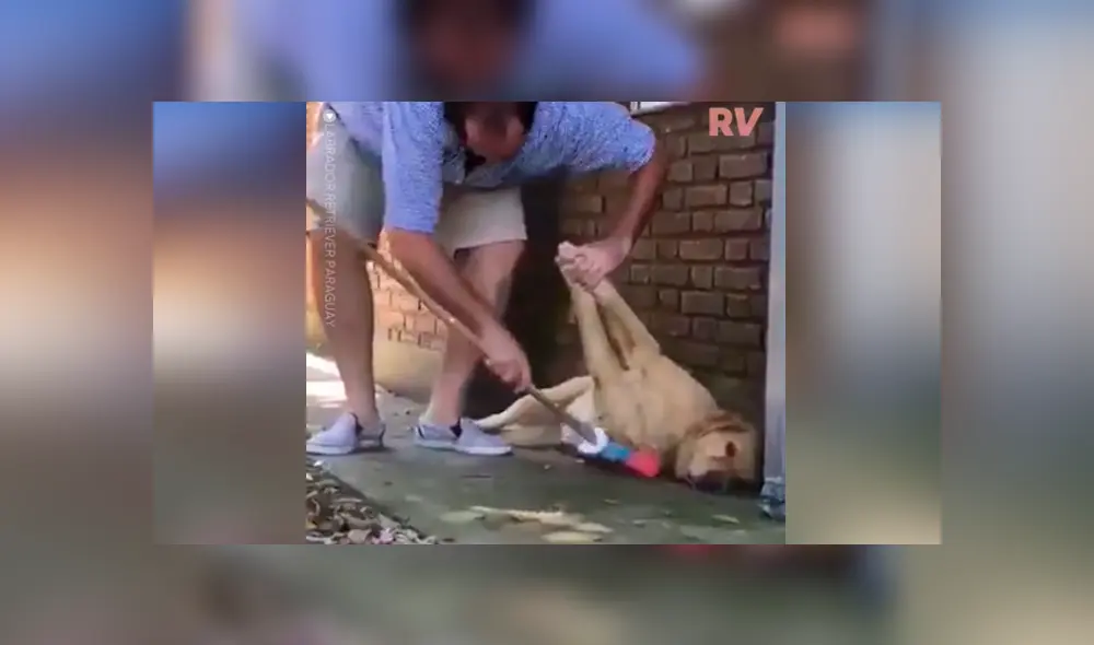 Desliza las fotografías para ver la increíble ‘travesura’ que hizo un perro para impedir que su dueño limpie la casa. Foto: Captura. Desliza las fotografías para ver la increíble ‘travesura’ que hizo un perro para impedir que su dueño limpie la casa. Foto: Captura.