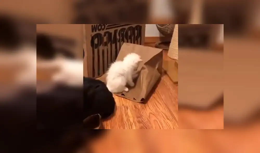 Desliza las imágenes hacia la izquierda para apreciar la divertida escena que protagonizaron unos gatos bebés. Foto: Captura.