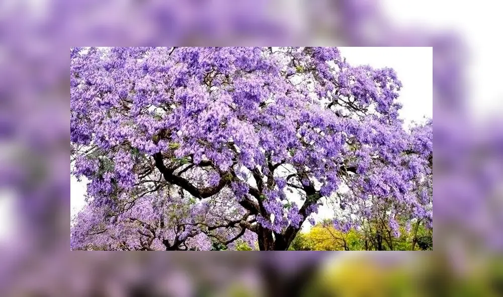 El kiri puede salvar al mundo, según expertos. El kiri puede salvar al mundo, según expertos.