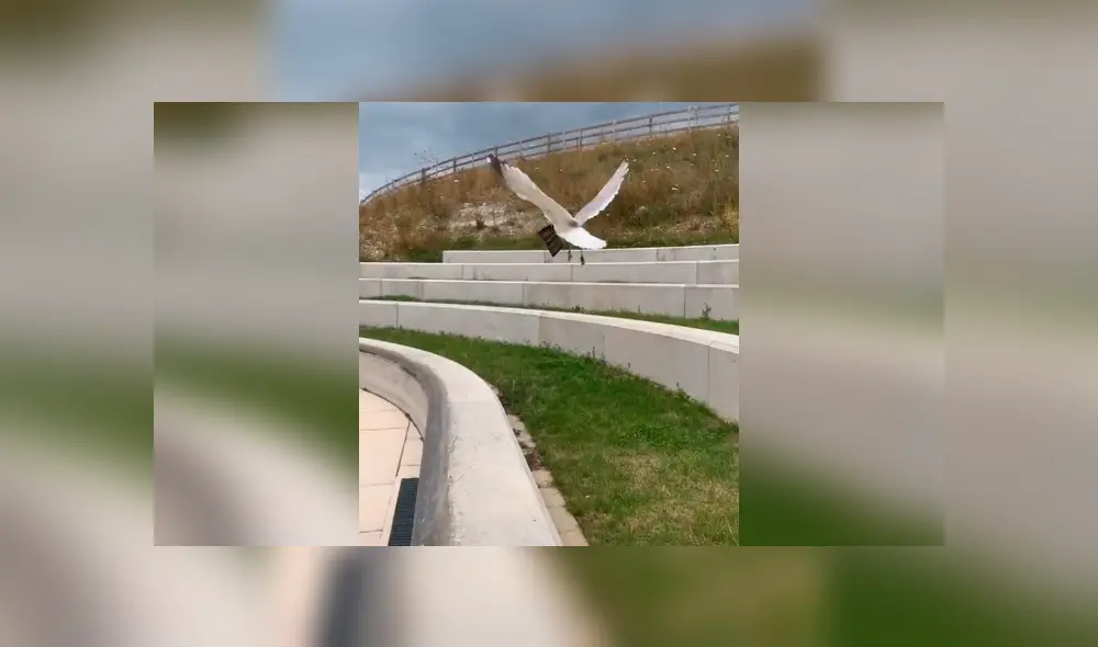 Desliza la imagen para ver la graciosa secuencia. Foto: Chaiseandstatus/TikTok Desliza la imagen para ver la graciosa secuencia. Foto: Chaiseandstatus/TikTok