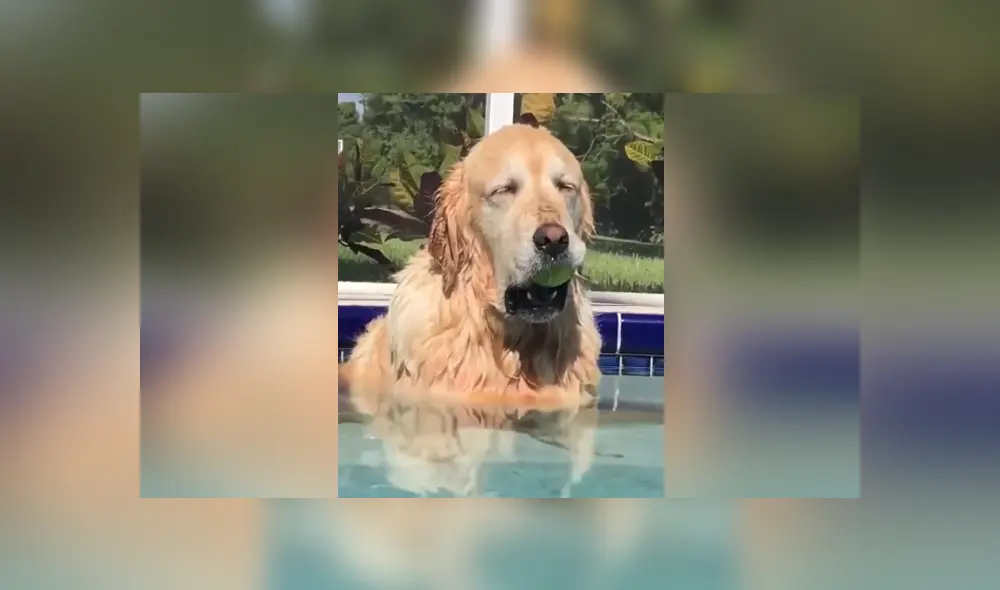 Un joven captó el momento en que su perro que queda dormido en la piscina. Foto: YouTube Un joven captó el momento en que su perro que queda dormido en la piscina. Foto: YouTube