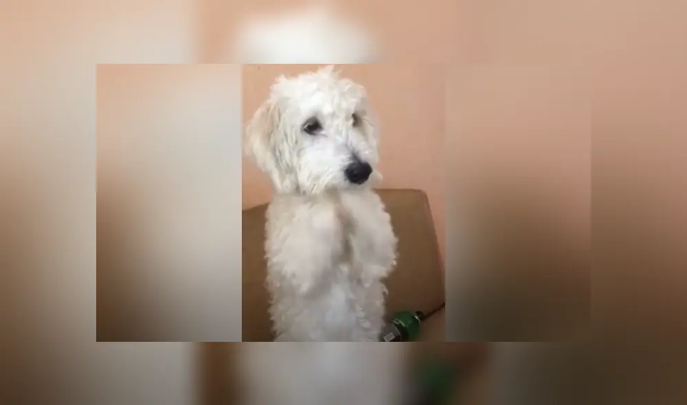 Desliza las imágenes para ver la tierna acción de este perro para pedirle comida a su dueño.