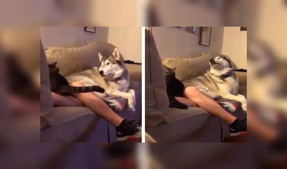 Desliza las imágenes para apreciar la singular reacción del perro tras percatarse que su dueño acariciaba a la nueva mascota. Desliza las imágenes para apreciar la singular reacción del perro tras percatarse que su dueño acariciaba a la nueva mascota.