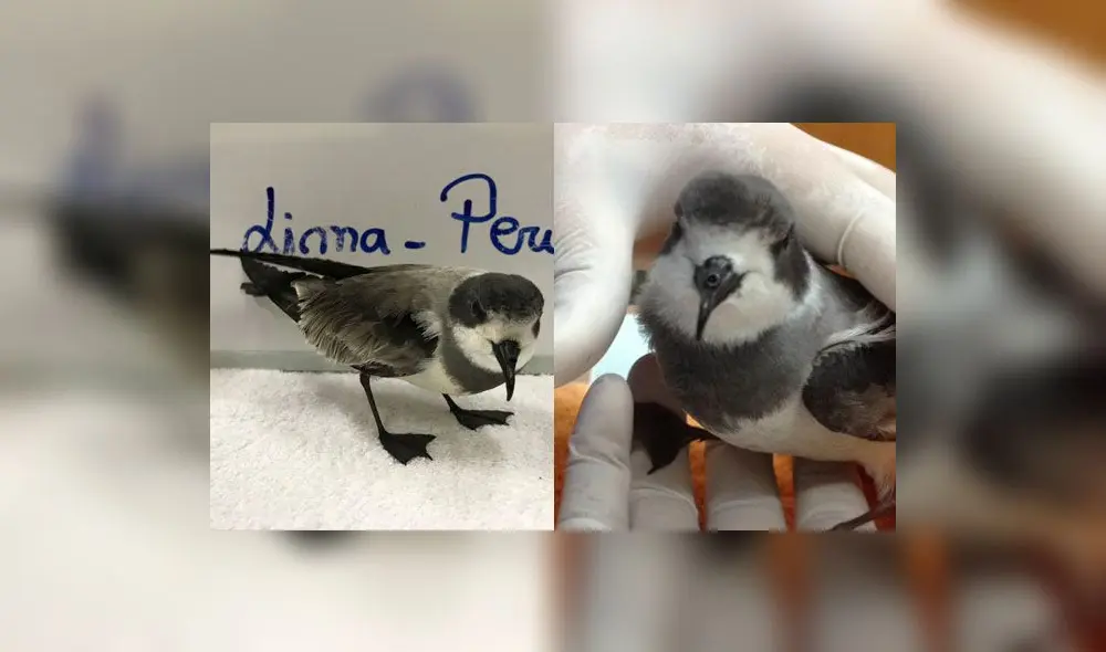 Golondrina de la Tempestad: el ave marina que se perdió en la ciudad y corre peligro