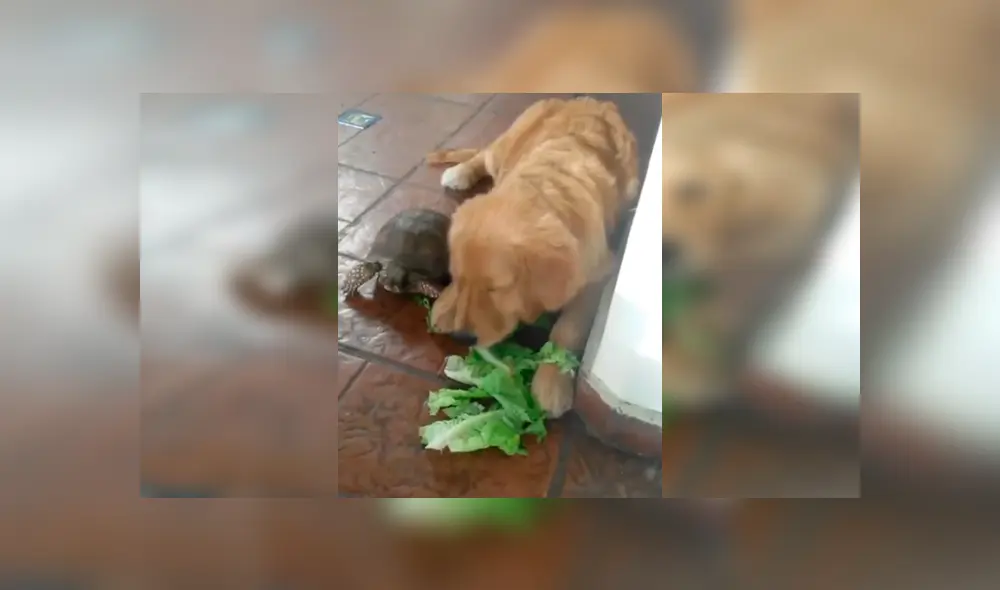Facebook viral: perro se hace amigo de tortuga y aprende a comer lechuga [VIDEO]