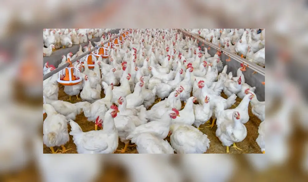 Precio de pollo cayó hasta los S/ 2.75 por kilo Precio de pollo cayó hasta los S/ 2.75 por kilo