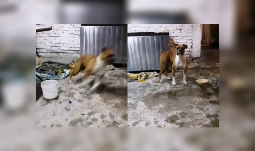 Desliza las imágenes para ver más detalles del divertido baile del perro que ya es viral en YouTube. Desliza las imágenes para ver más detalles del divertido baile del perro que ya es viral en YouTube.
