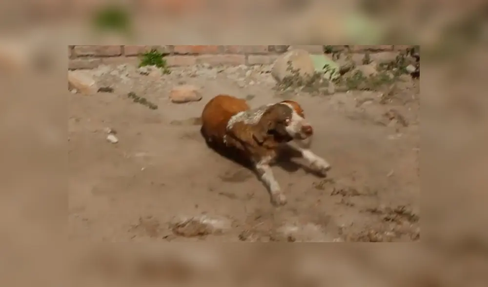 Desliza para ver el desenlace de este video viral publicado en Facebook. Foto: Captura. Desliza para ver el desenlace de este video viral publicado en Facebook. Foto: Captura.