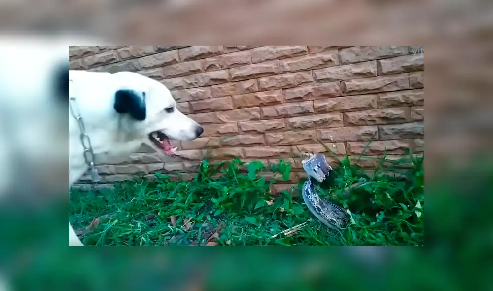 Facebook viral: perro callejero enfurece a serpiente venenosa con ladridos y sucede algo brutal [VIDEO] 