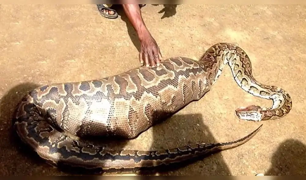 Vía Facebook: atrapan serpiente, la abren pensando que se comió a niño y quedan destrozados [VIDEO]