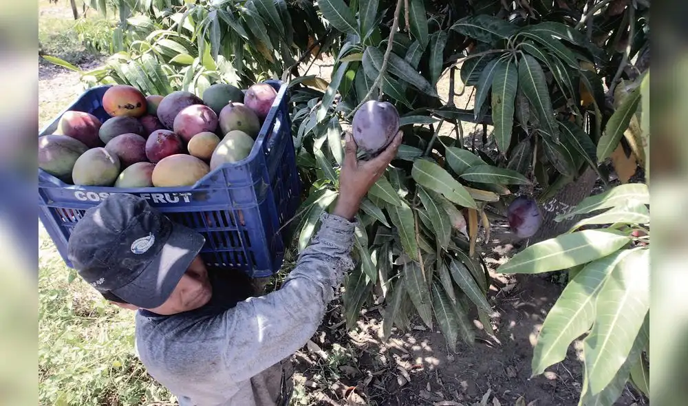 Productores de mango proyectan exportar 180 mil toneladas al mercado Productores de mango proyectan exportar 180 mil toneladas al mercado