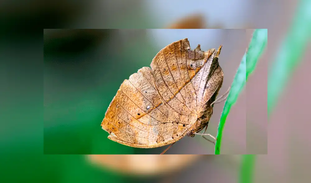 Vía Facebook: intentó levantar una hoja seca, pero era una misteriosa criatura [VIDEO]