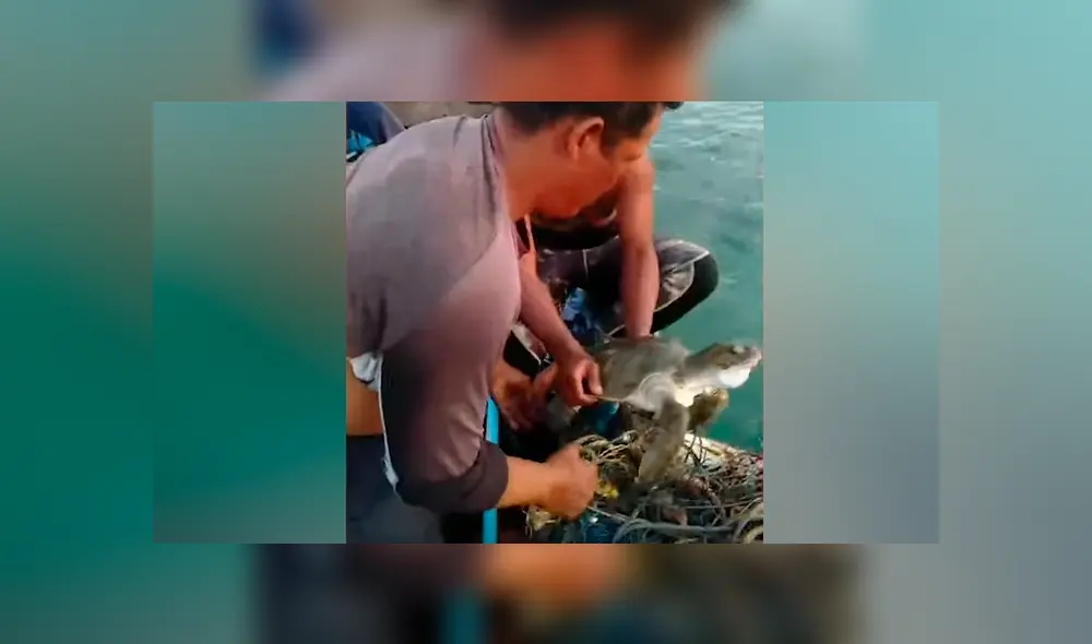 Pescadores sacan tortuga moribunda atascada entre cientos de redes, la liberan y sucede algo conmovedor [VIDEO] 