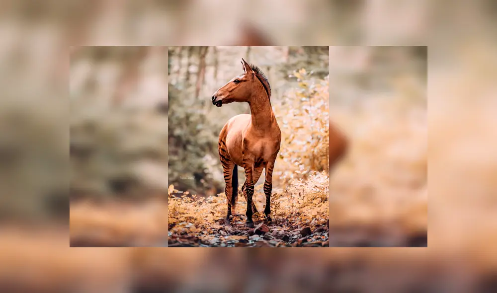 Desliza para ver al híbrido que sorprendió a todos en YouTube. Foto: Carina Maiwald. Desliza para ver al híbrido que sorprendió a todos en YouTube. Foto: Carina Maiwald.