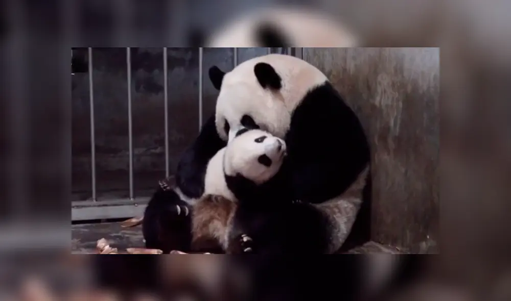 En YouTube, una mamá oso panda brindó unas emotivas caricias a su pequeña cría dentro de un recinto. En YouTube, una mamá oso panda brindó unas emotivas caricias a su pequeña cría dentro de un recinto.