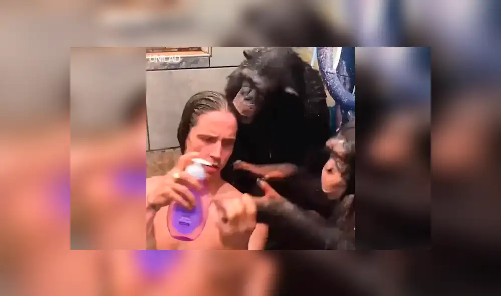 Facebook viral: monos bañan a hombre en la ducha y miles enternecen al verlos [VIDEO] 