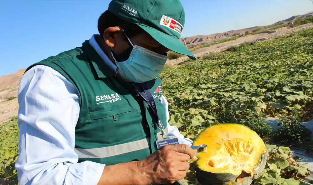 Moquegua produce diferentes variedades de cucurbitáceas. Foto: Senasa.
