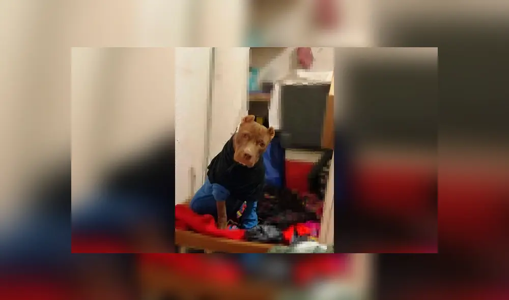 Desliza las imágenes hacia la izquierda para apreciar el terrible maltrato que vivió un perro callejero. Desliza las imágenes hacia la izquierda para apreciar el terrible maltrato que vivió un perro callejero.