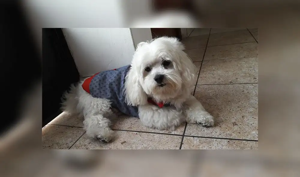 Los Olivos: ofrecen recompensa por mascota extraviada Los Olivos: ofrecen recompensa por mascota extraviada