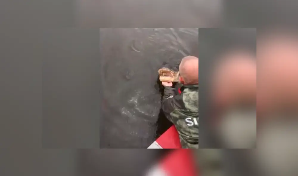 Turista que grabó el video viral de Facebook toca los colmillos de gigantesco cocodrilo, sin imaginar lo que pasaría con sus manos. Turista que grabó el video viral de Facebook toca los colmillos de gigantesco cocodrilo, sin imaginar lo que pasaría con sus manos.