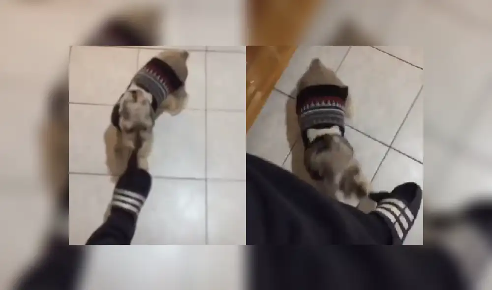 Desliza hacia la izquierda para ver más imágenes del travieso perro que se ha robado las miradas de miles en Facebook. Desliza hacia la izquierda para ver más imágenes del travieso perro que se ha robado las miradas de miles en Facebook.