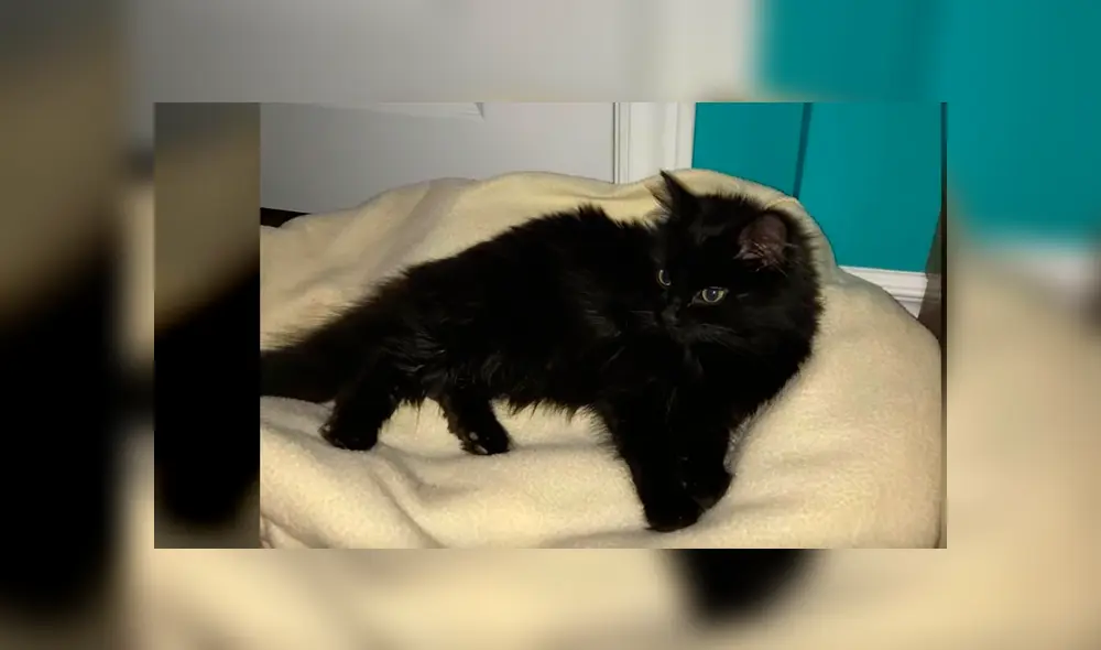 Desliza para ver las fotos de esta historia que conmovió a todos en YouTube. Foto: Captura. Desliza para ver las fotos de esta historia que conmovió a todos en YouTube. Foto: Captura.