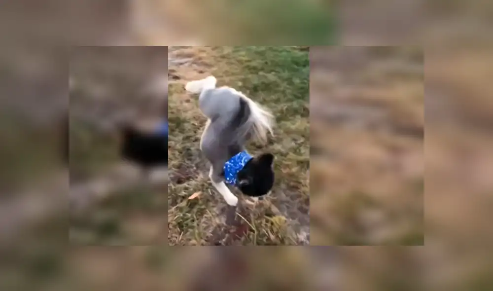 El can desconcertó a cientos de usuarios en YouTube tras ser captado orinando en la calle El can desconcertó a cientos de usuarios en YouTube tras ser captado orinando en la calle