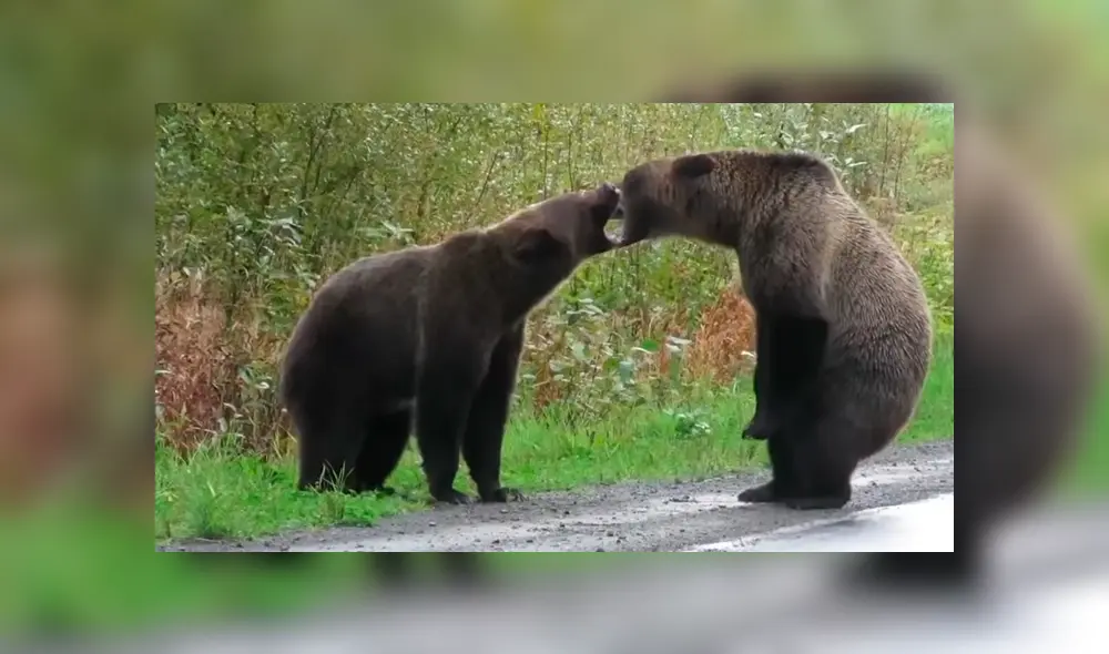 Mujer tuvo que parar su vehículo al toparse con la batalla de dos enormes osos cuando manejaba por una extensa carretera Mujer tuvo que parar su vehículo al toparse con la batalla de dos enormes osos cuando manejaba por una extensa carretera